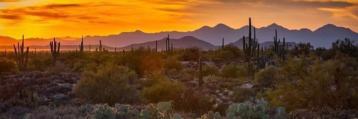 Eileen Munch Wolf banner