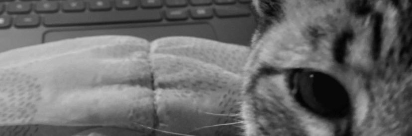Renatawomer's profile banner image