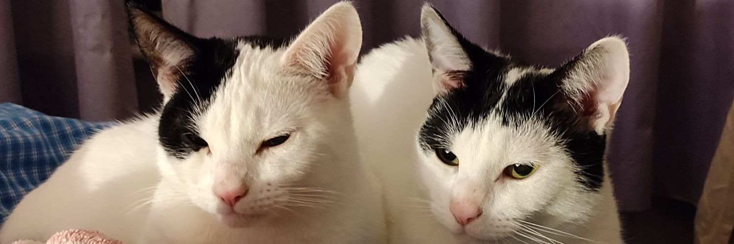 MarbleandMoppet's profile banner image
