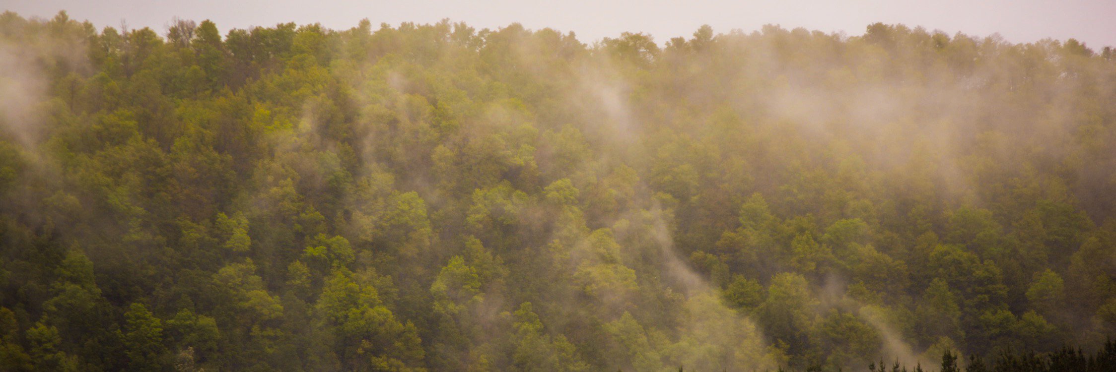 Daniel Torres banner