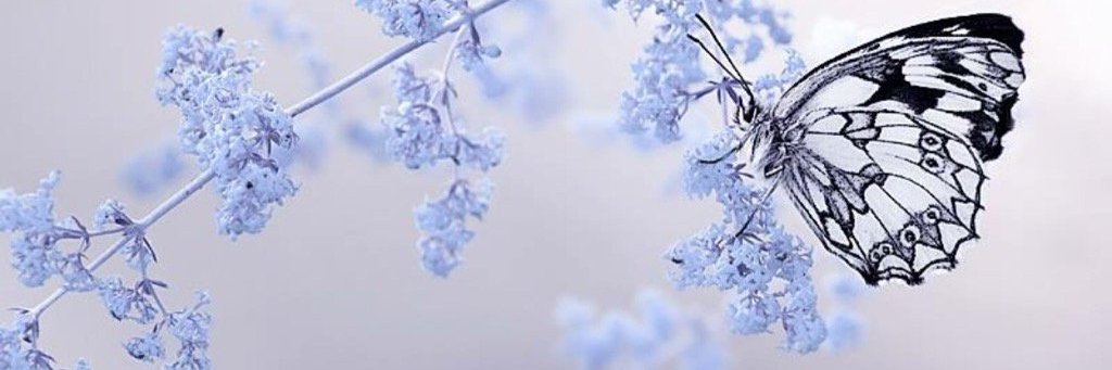 LinaChX's profile banner image
