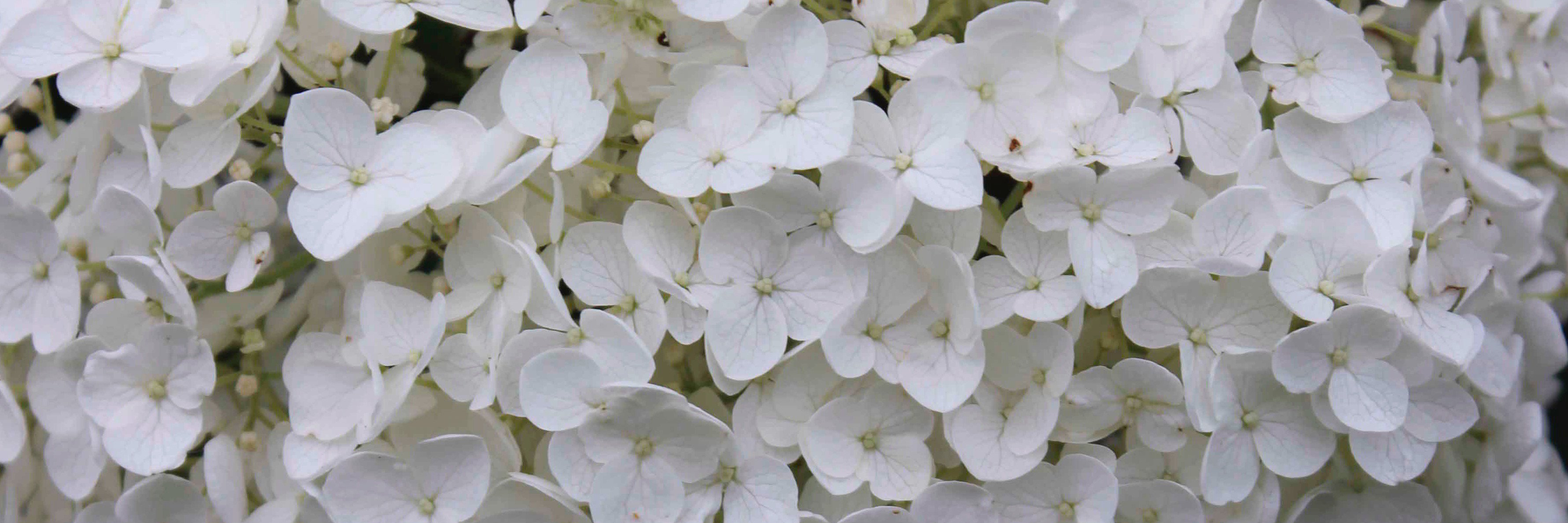 alisha_eiler's profile banner image