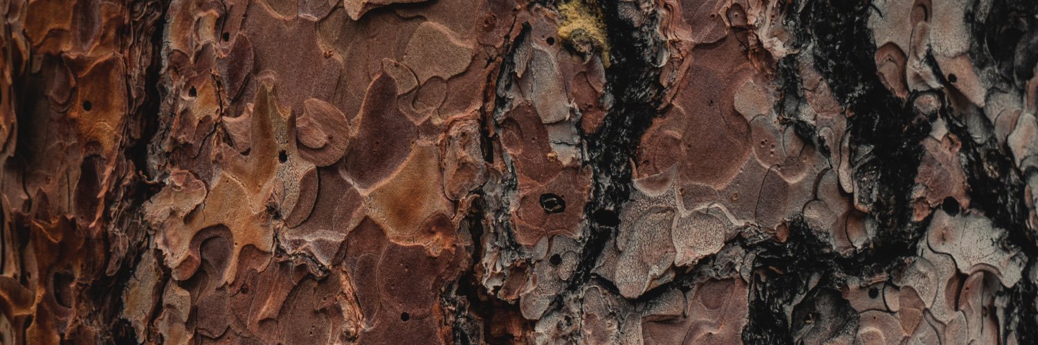 Shivan Bezuidenhout banner