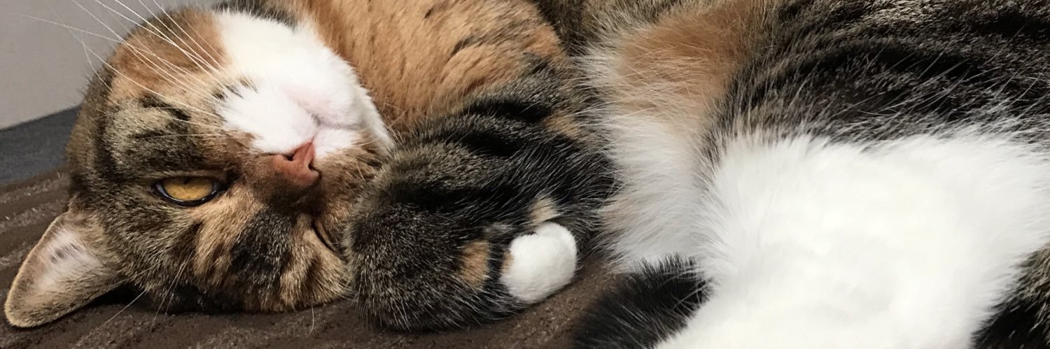 もぃもぃ🍊 banner