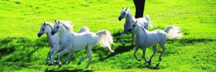 Shmo3_alaml's profile banner image