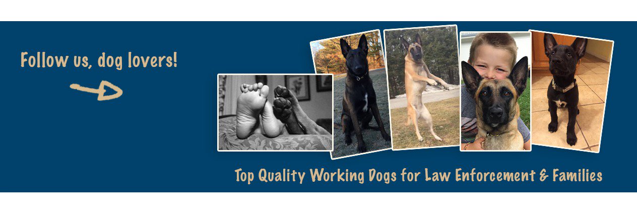 NorthEdgeK9's profile banner image