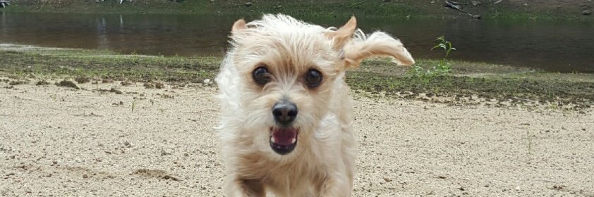 visiblepets's profile banner image