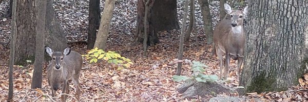 ambernamaste Profile Banner