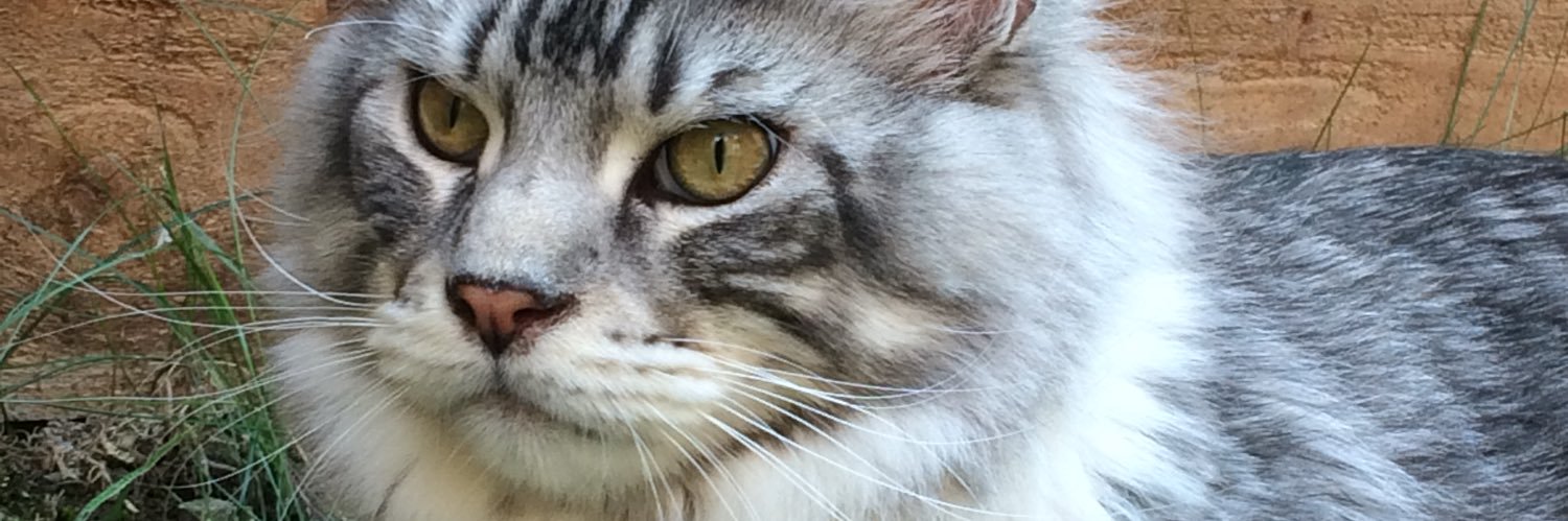 LizWebber93's profile banner image