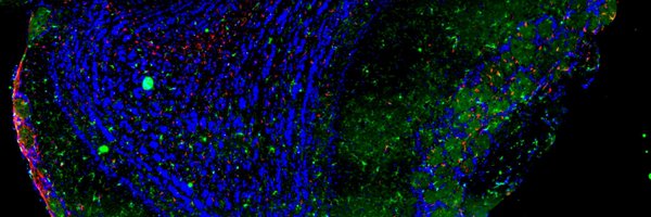 NS3protease Profile Banner