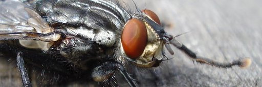 a_big_fly's profile banner image