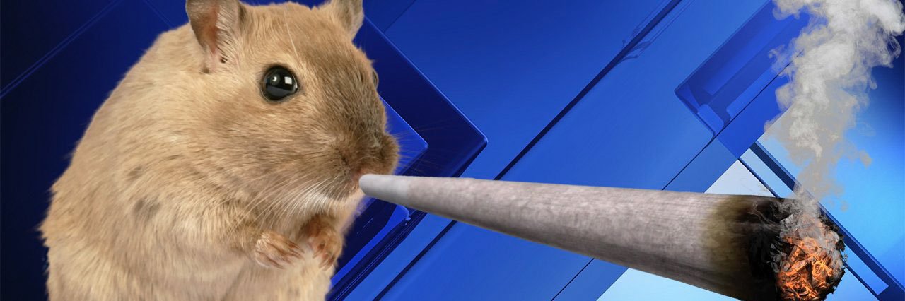 ratatoottie's profile banner image