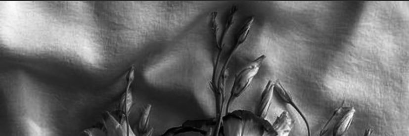 Rosee_ss_'s profile banner image