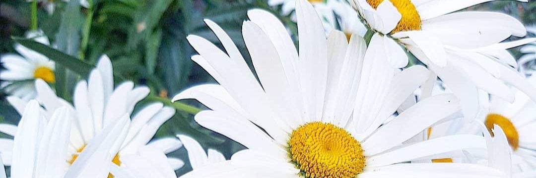 Ingridistwiting's profile banner image