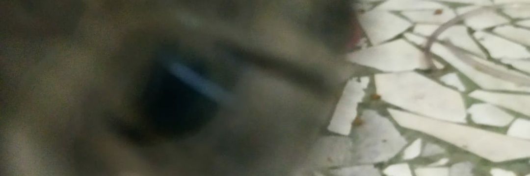 alicejoyce007's profile banner image
