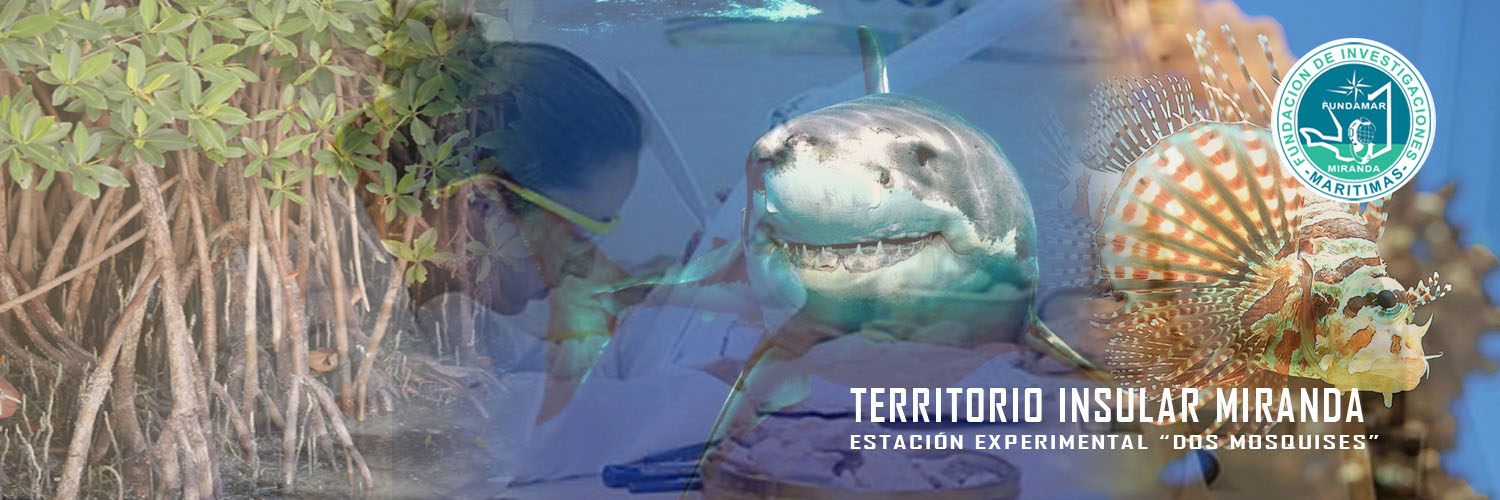 FundamarMiranda's profile banner image