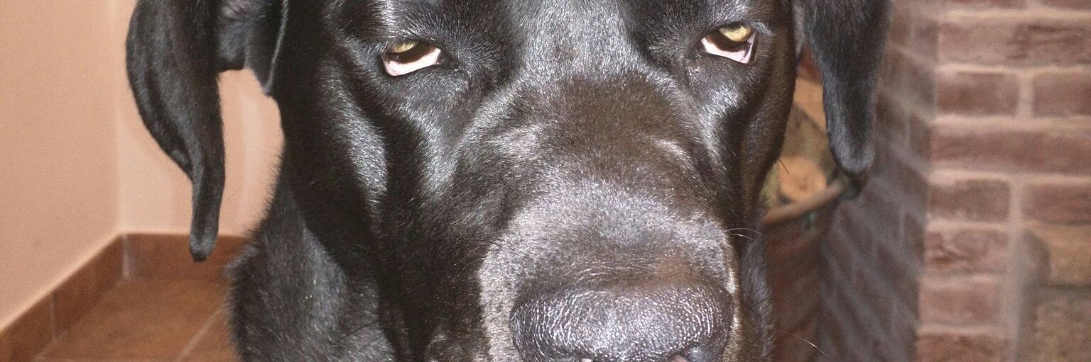 VeroniVerri75's profile banner image