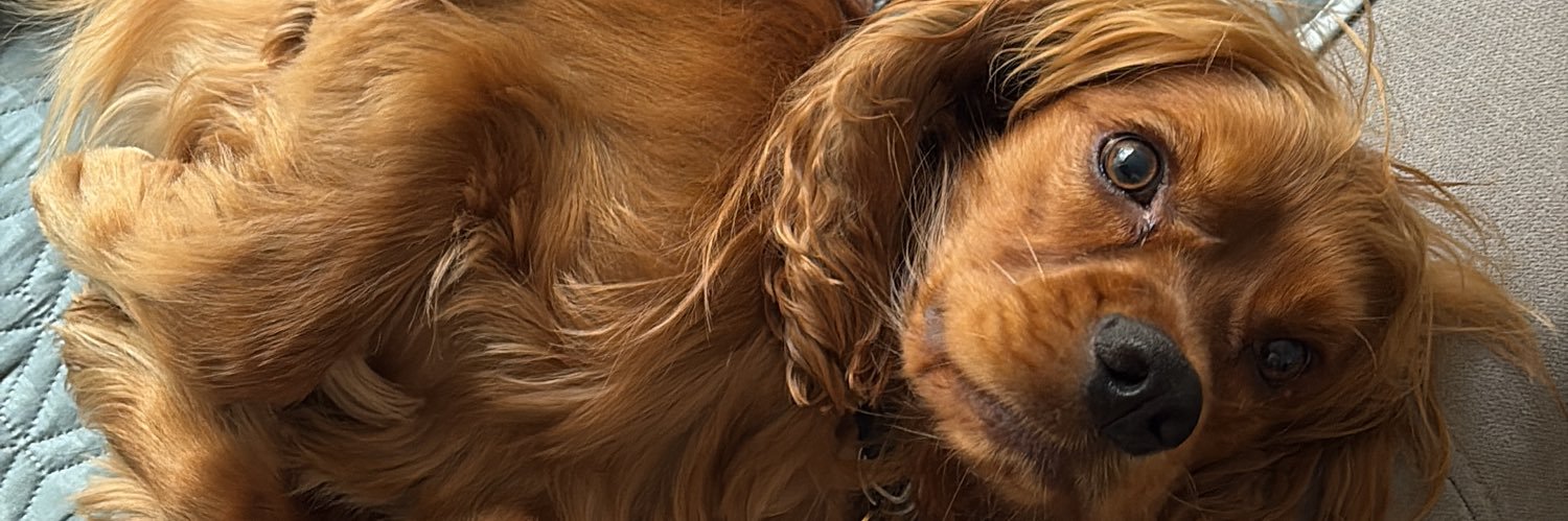 Sofi banner
