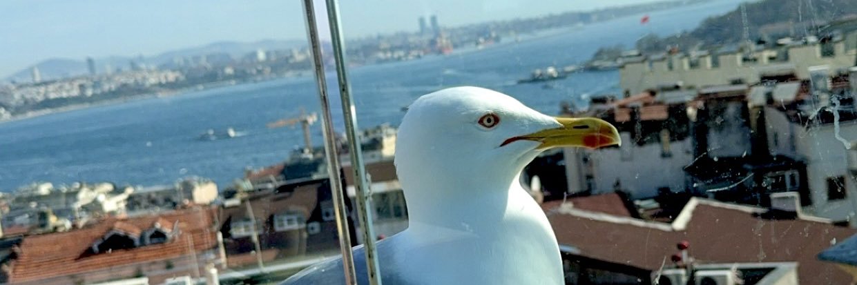 egesucum's profile banner image