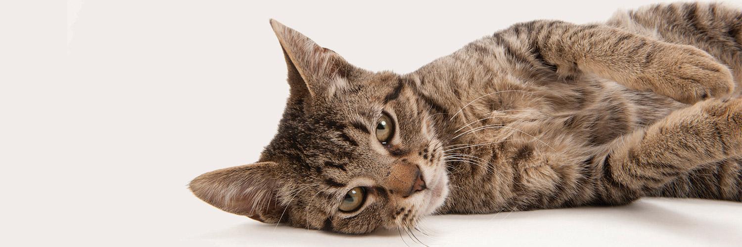 OklahomaAnimals's profile banner image