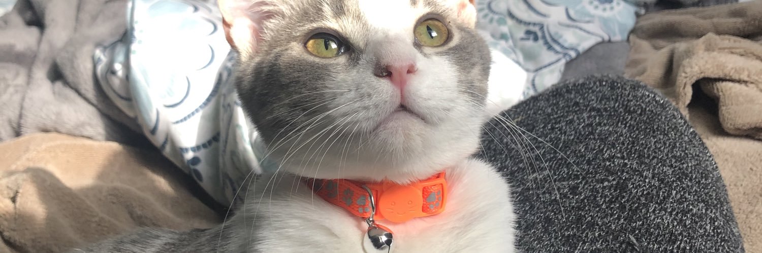 abby_seely's profile banner image