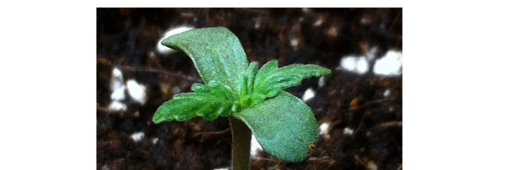 CannabisComuni's profile banner image