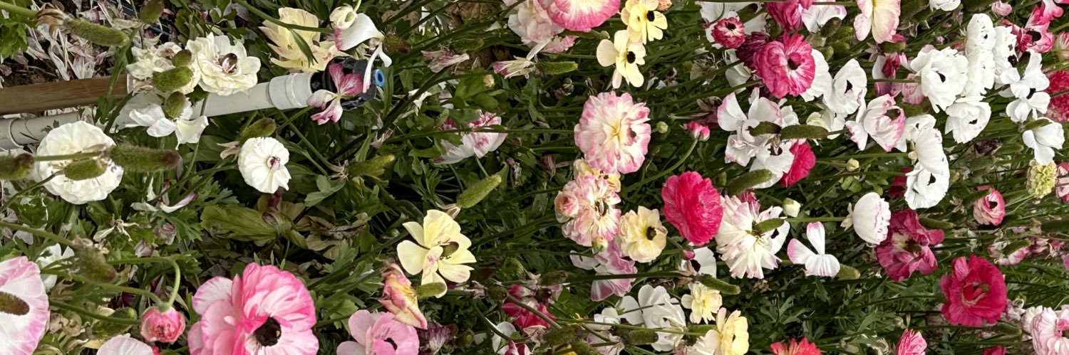 ReasonablySophii, Esq. banner