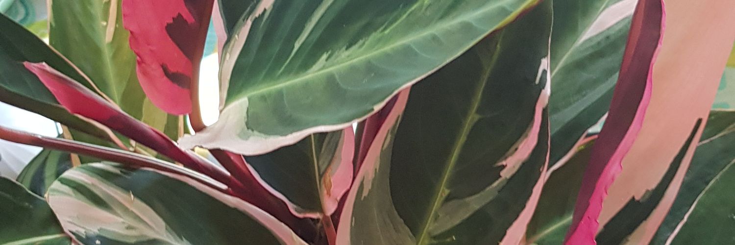 Angieleina's profile banner image