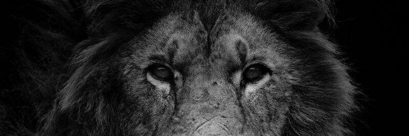 witosg's profile banner image
