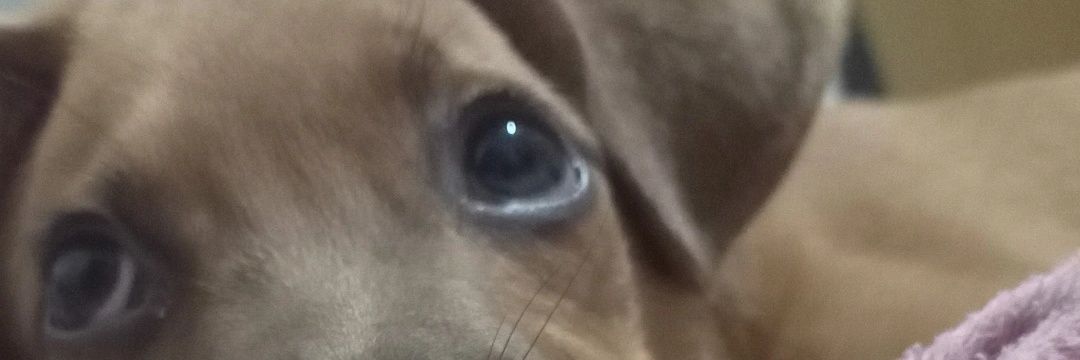 snesgui's profile banner image
