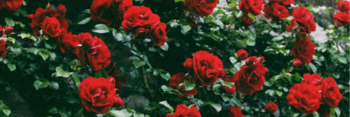 LidiaMentri's profile banner image