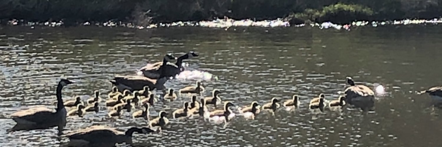 Collette Broady Grund banner