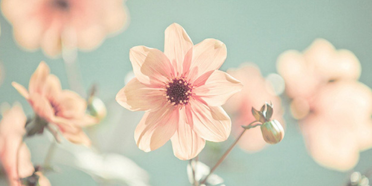 novaleeyaa's profile banner image