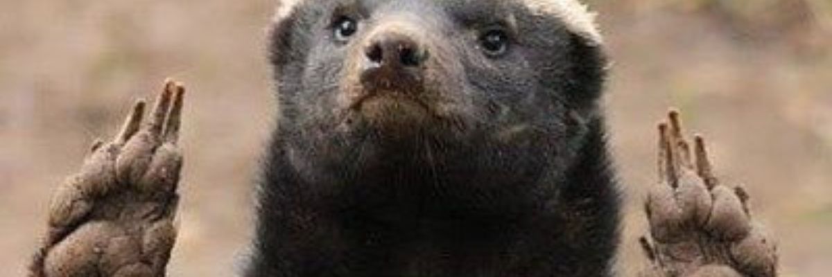 levomca's profile banner image
