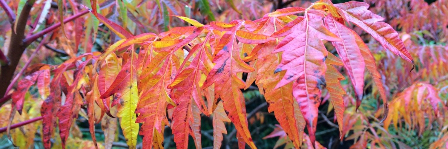 intoGardens's profile banner image