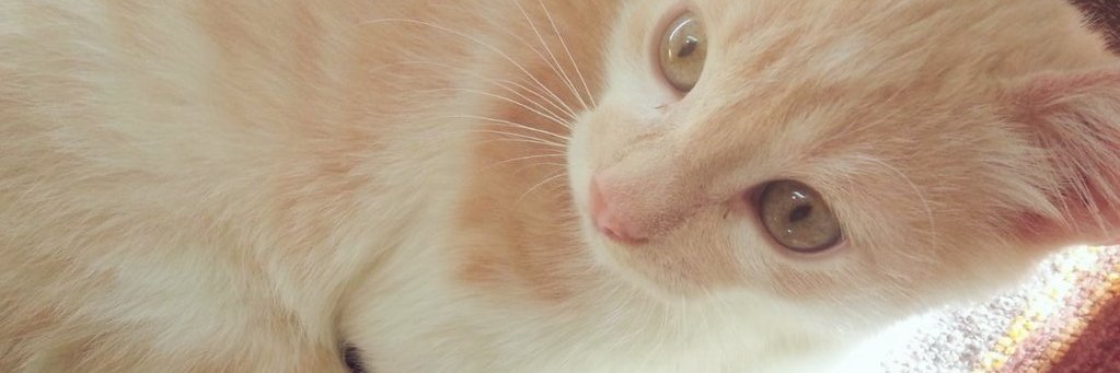 melaniLS96's profile banner image