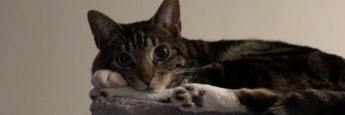 wooz banner