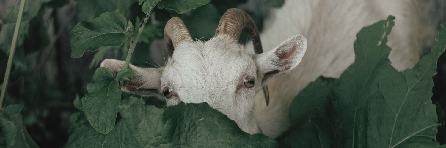 WhySoGoaty's profile banner image