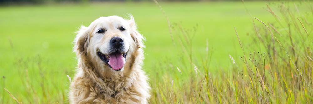 DogsinNland's profile banner image