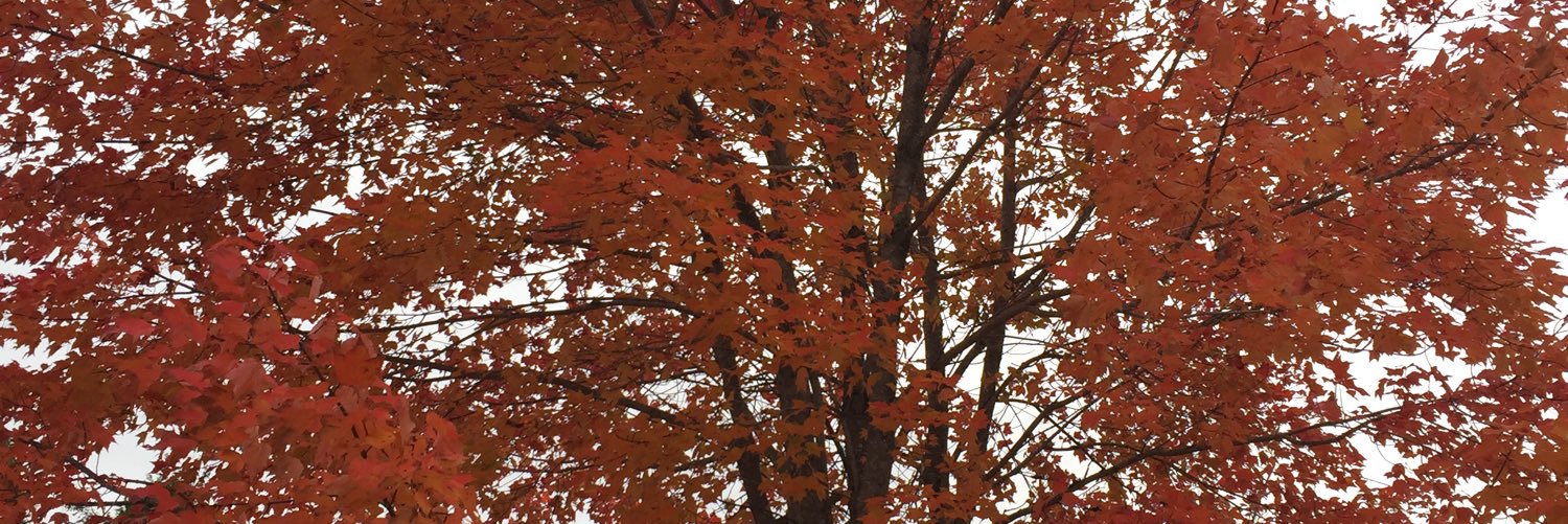 caleypearman's profile banner image