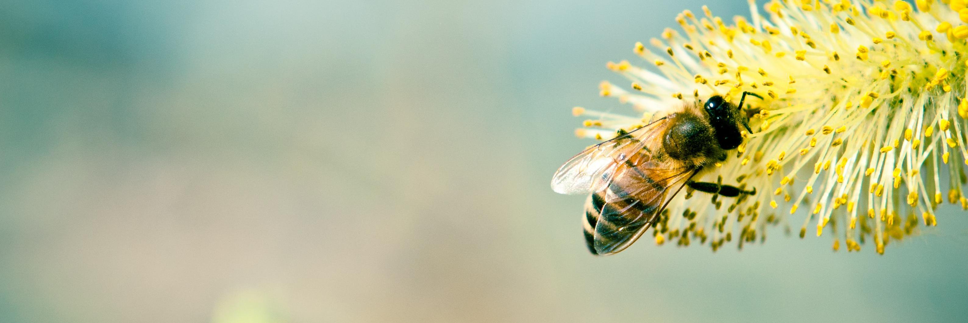Beesflyingwild's profile banner image