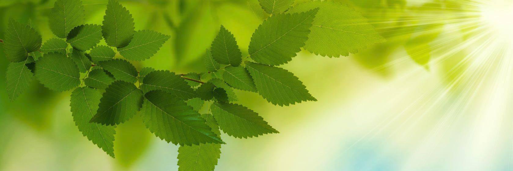 NaturalHealsAll's profile banner image