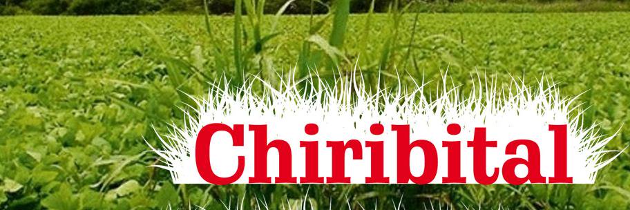 Chiribitaltab's profile banner image