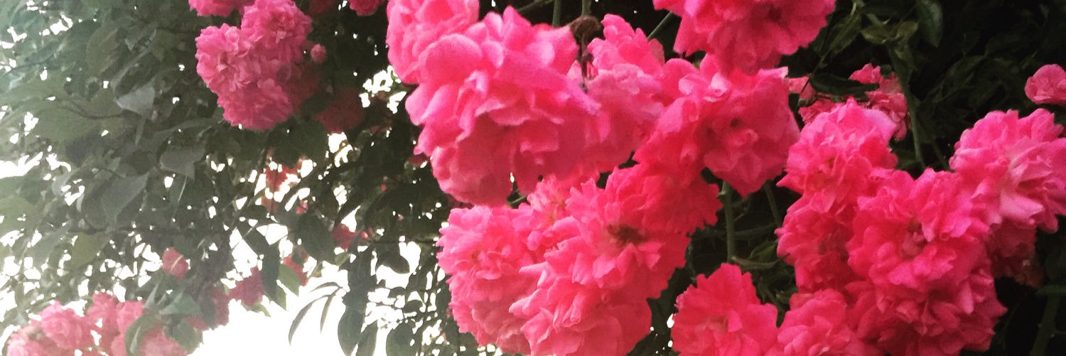 CandidRosesx's profile banner image