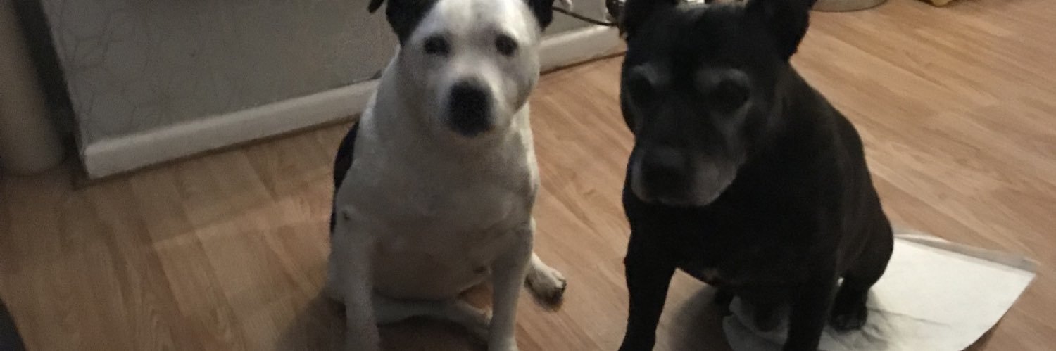 Bobby Dazzler banner