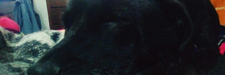 HijadeYolanda's profile banner image