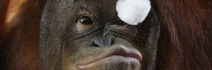 MalabonZoo's profile banner image