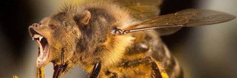 IsThatABee's profile banner image