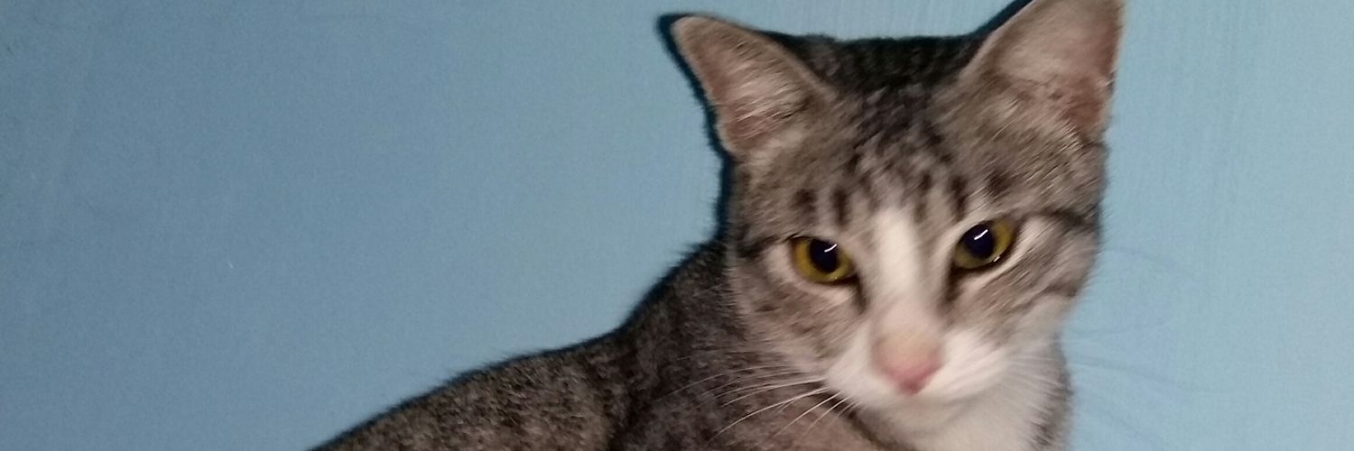 ANDIS_DTC's profile banner image