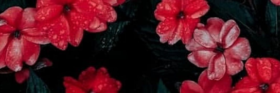 estela_pardillo's profile banner image